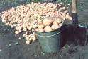 Как вырастить большой урожай картофеля