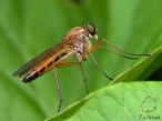 Комары и мухи - как защитить от них жилище