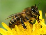 Средство при укусах пчел