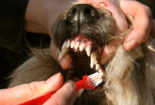 как чистить зубы собаке