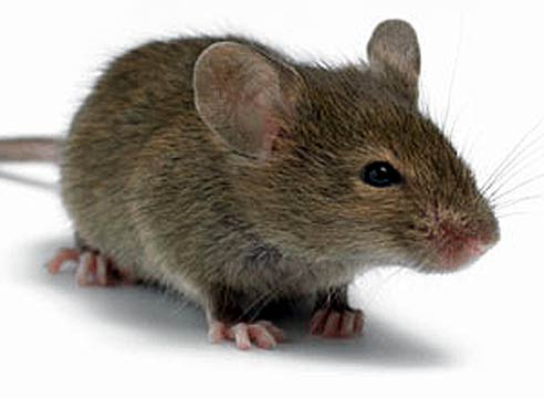 как защитить пенопласт от мышей